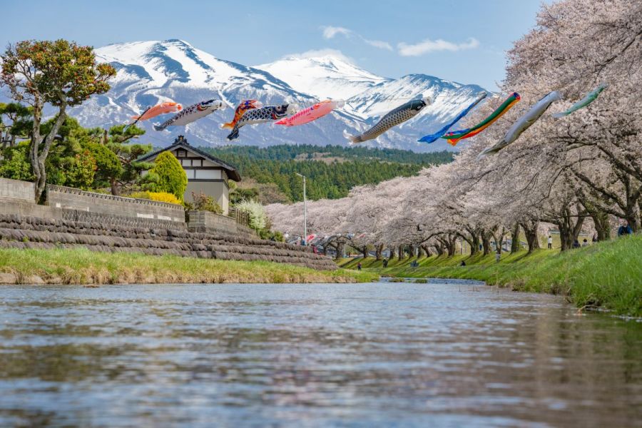 中山河川公園桜まつり　2024年4月8日開花