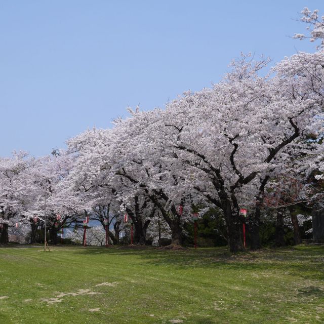 楯山公園桜まつり　2024年4月13日(土)-14日(日)